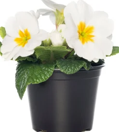 Intratuin Schlüsselblume (Primula acaulis) weiß D 10,5 H 10 cm| Blühende Pflanzen|Winterharte Pflanzen