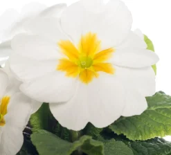 Intratuin Schlüsselblume (Primula acaulis) weiß D 10,5 H 10 cm| Blühende Pflanzen|Winterharte Pflanzen