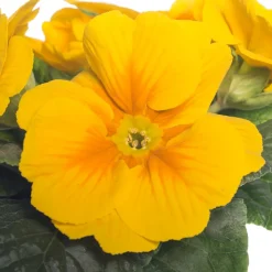 Intratuin Schlüsselblume (Primula acaulis) gelb D 10,5 H 10 cm| Blühende Pflanzen|Winterharte Pflanzen