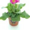 Intratuin Schlüsselblume (Primula elatior 'Sibel Rose') D 12 H 20 cm| Winterharte Pflanzen|Einjährige Pflanzen