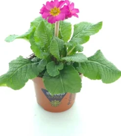 Intratuin Schlüsselblume (Primula elatior 'Sibel Rose') D 12 H 20 cm| Winterharte Pflanzen|Einjährige Pflanzen