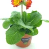 Intratuin Schlüsselblume (Primula elatior 'Sibel Scarlet Yellow') D 12 H 20 cm| Winterharte Pflanzen|Einjährige Pflanzen