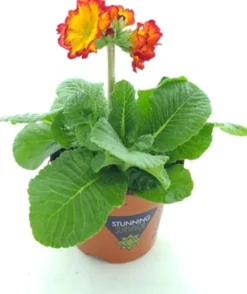 Intratuin Schlüsselblume (Primula elatior 'Sibel Scarlet Yellow') D 12 H 20 cm| Winterharte Pflanzen|Einjährige Pflanzen
