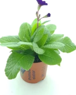 Intratuin Schlüsselblume (Primula elatior 'Stella Blue') D 12 H 25 cm| Blühende Pflanzen|Winterharte Pflanzen