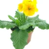 Intratuin Schlüsselblume (Primula elatior 'Sibel Gold') D 12 H 20 cm| Blühende Pflanzen|Einjährige Pflanzen