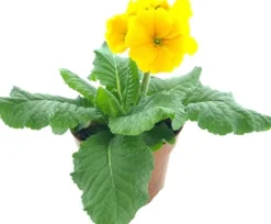 Intratuin Schlüsselblume (Primula elatior 'Sibel Gold') D 12 H 20 cm| Blühende Pflanzen|Einjährige Pflanzen