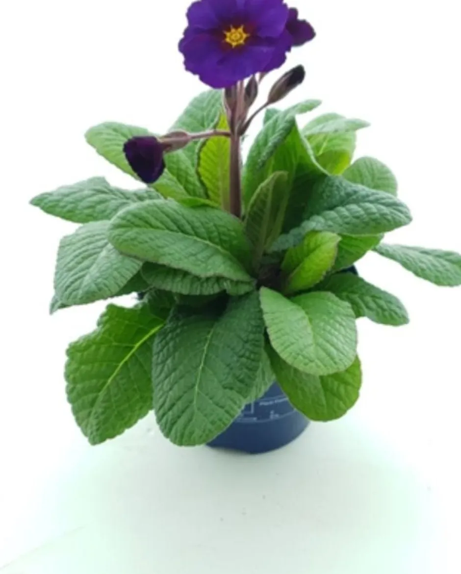 Intratuin Schlüsselblume (Primula elatior 'Stella Purple') D 12 H 25 cm| Blühende Pflanzen|Winterharte Pflanzen