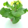 Intratuin Schlüsselblume (Primula elatior 'Sibel Lime') D 12 H 20 cm| Blühende Pflanzen|Winterharte Pflanzen