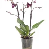 Intratuin Schmetterlingsorchidee 3 Triebe (Phalaenopsis) lila D 12 H 55 cm| Blühende Zimmerpflanzen|Orchideen