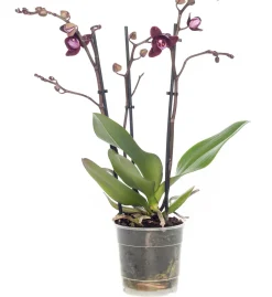 Intratuin Schmetterlingsorchidee 3 Triebe (Phalaenopsis) lila D 12 H 55 cm| Blühende Zimmerpflanzen|Orchideen