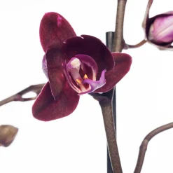 Intratuin Schmetterlingsorchidee 3 Triebe (Phalaenopsis) lila D 12 H 55 cm| Blühende Zimmerpflanzen|Orchideen