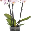 Intratuin Schmetterlingsorchidee 3 Triebe (Phalaenopsis) rosa D 12 H 55 cm| Blühende Zimmerpflanzen|Orchideen