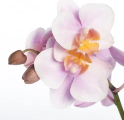 Intratuin Schmetterlingsorchidee 3 Triebe (Phalaenopsis) rosa D 12 H 55 cm| Blühende Zimmerpflanzen|Orchideen