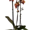 Intratuin Schmetterlingsorchidee 3 Triebe (Phalaenopsis 'DesignZ') gelb D 12 H 55 cm| Blühende Zimmerpflanzen|Orchideen