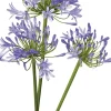 Intratuin Schmucklilie (Agapanthus africanus 'Amourette Blue') D 17 H 70 cm| Mehrjährige Pflanzen|Agapanthus