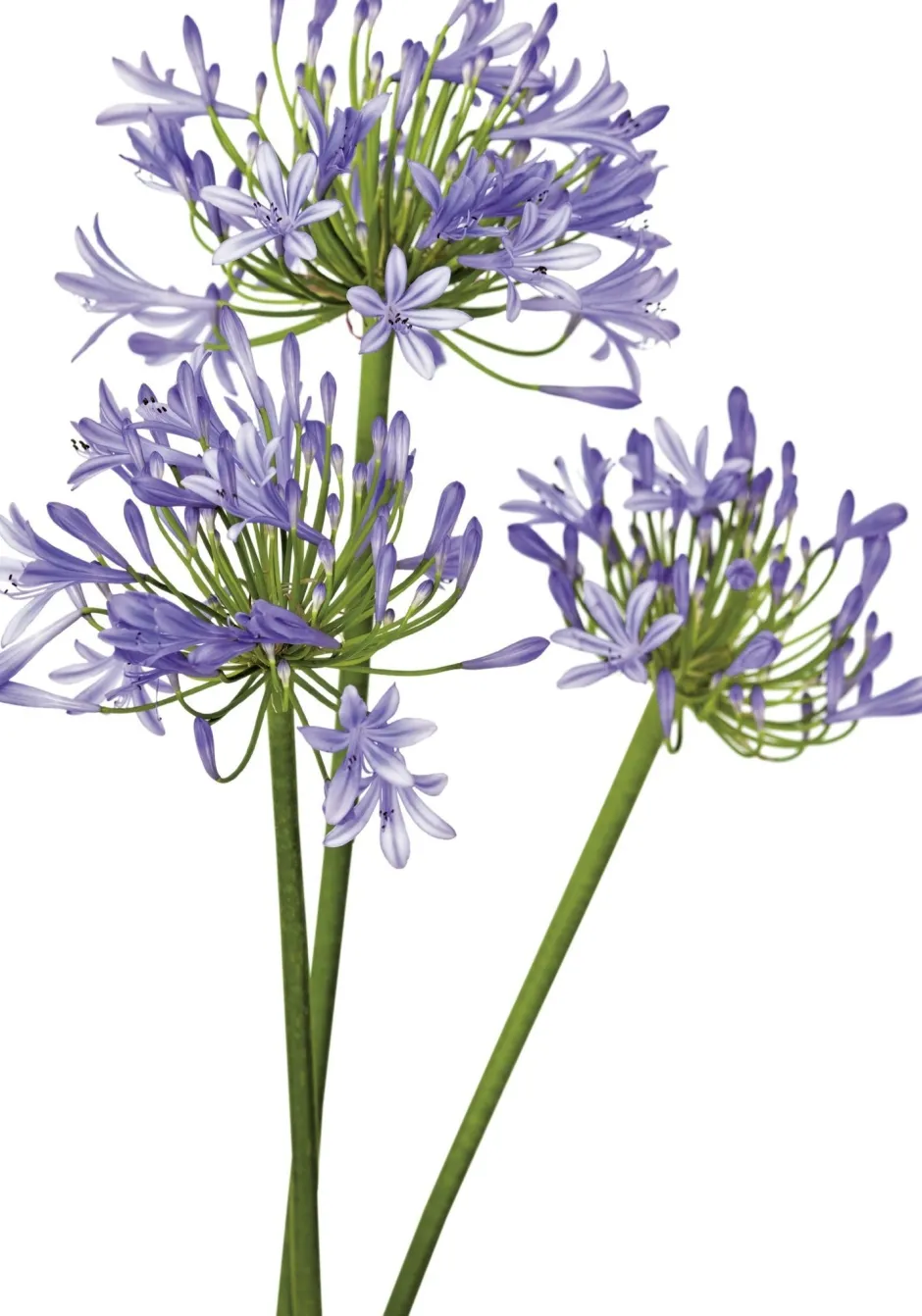 Intratuin Schmucklilie (Agapanthus africanus 'Amourette Blue') D 17 H 70 cm| Mehrjährige Pflanzen|Agapanthus