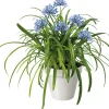Intratuin Schmucklilie (Agapanthus africanus 'Amourette Blue') D 23 H 70 cm| Blühende Pflanzen|Immergrüne Pflanzen