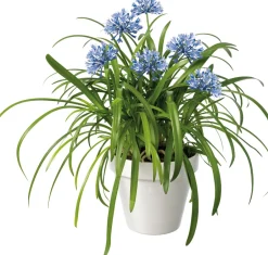 Intratuin Schmucklilie (Agapanthus africanus 'Amourette Blue') D 23 H 70 cm| Blühende Pflanzen|Immergrüne Pflanzen