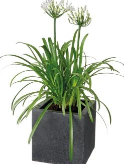 Intratuin Schmucklilie (Agapanthus africanus 'Amourette White') D 17 H 70 cm| Blühende Pflanzen|Mehrjährige Pflanzen