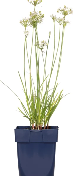 Intratuin Schnittknoblauch (Allium tuberosum) D 11 H 10 cm| Blühende Pflanzen|Winterharte Pflanzen