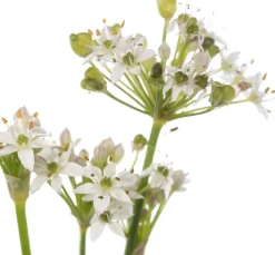 Intratuin Schnittknoblauch (Allium tuberosum) D 11 H 10 cm| Blühende Pflanzen|Winterharte Pflanzen