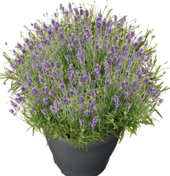 Intratuin Schopflavendel (Lavandula stoechas 'Marseille') D 19 H 35 cm| Blühende Pflanzen|Immergrüne Pflanzen