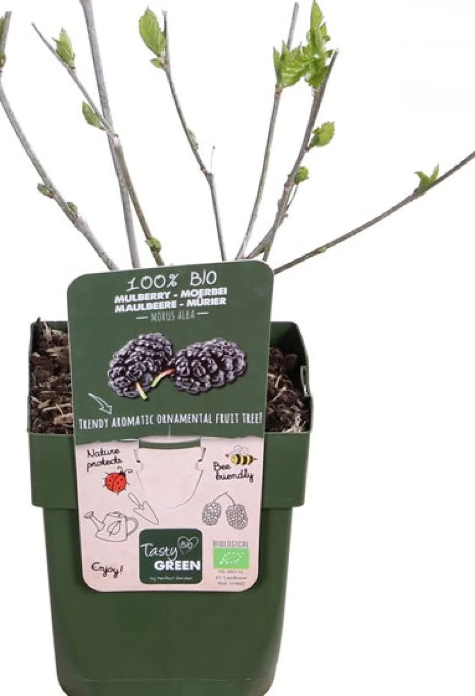 Intratuin Schwarze Maulbeere (Morus nigra 'Mulle') H 45 cm| Blühende Pflanzen|Obstbäume & -Sträucher