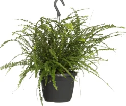 Intratuin Schwertfarn (Nephrolepis 'Duffi') D 17 H 35 cm| Für Schatten|Luftreinigende Pflanzen