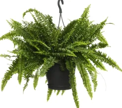 Intratuin Schwertfarn (Nephrolepis exaltata 'Green Lady') D 20 H 60 cm| Luftreinigende Pflanzen|Grünpflanzen