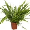 Intratuin Schwertfarn (Nephrolepis exaltata 'Green Lady') D 12 cm H 35 cm| Luftreinigende Pflanzen|Grünpflanzen