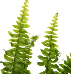 Intratuin Schwertfarn (Nephrolepis exaltata 'Green Lady') D 12 cm H 35 cm| Luftreinigende Pflanzen|Grünpflanzen