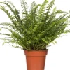 Intratuin Schwertfarn (Nephrolepis exaltata 'Green Lady') D 17 cm H 55 cm| Für Schatten|Luftreinigende Pflanzen