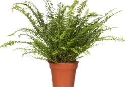 Intratuin Schwertfarn (Nephrolepis exaltata 'Green Lady') D 17 cm H 55 cm| Für Schatten|Luftreinigende Pflanzen