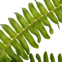 Intratuin Schwertfarn (Nephrolepis exaltata 'Green Lady') D 17 cm H 55 cm| Für Schatten|Luftreinigende Pflanzen