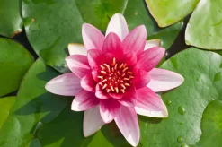 Intratuin Seerose (Nymphaea 'Attraction') D 11 H 30 cm| Teichpflanzen|Blühende Pflanzen