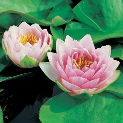 Intratuin Seerose (Nymphaea 'Madame 'Wilfron gonnère') D 18 H 30 cm| Blühende Pflanzen|Teichpflanzen