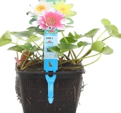 Intratuin Seerose (Nymphaea Mix Trio Pygmaea) D 18 H 30 cm| Blühende Pflanzen|Teichpflanzen