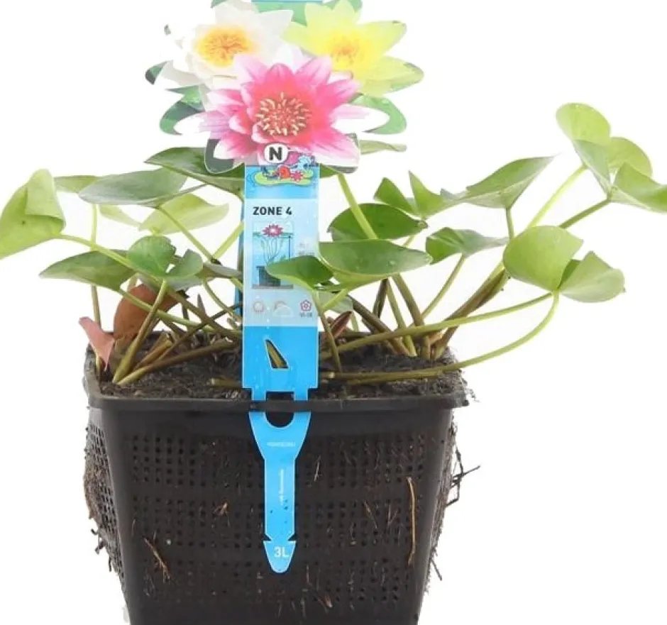 Intratuin Seerose (Nymphaea Mix Trio Pygmaea) D 18 H 30 cm| Blühende Pflanzen|Teichpflanzen