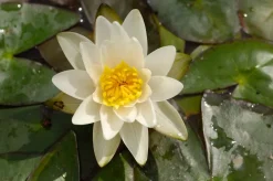 Intratuin Seerose (Nymphaea 'Pygmea alba') D 11 H 30 cm| Blühende Pflanzen|Teichpflanzen