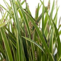 Intratuin Segge (Carex morrowii 'Ice Dance') D 17 H 40 cm| Immergrüne Pflanzen|Winterharte Pflanzen