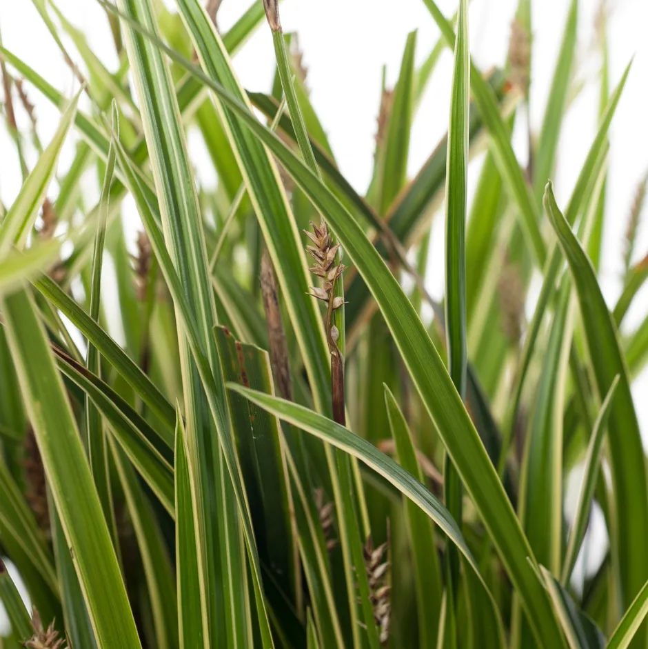 Intratuin Segge (Carex morrowii 'Ice Dance') D 17 H 40 cm| Immergrüne Pflanzen|Winterharte Pflanzen