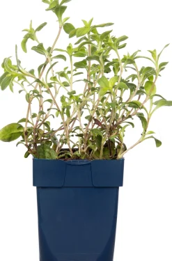 Intratuin Seifenkraut (Saponaria officinalis) D 11 H 15 cm| Blühende Pflanzen|Winterharte Pflanzen