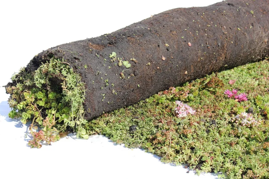 Intratuin Sempergreen Sedummatte 200 x 60 x 2 cm| Blühende Pflanzen|Immergrüne Pflanzen