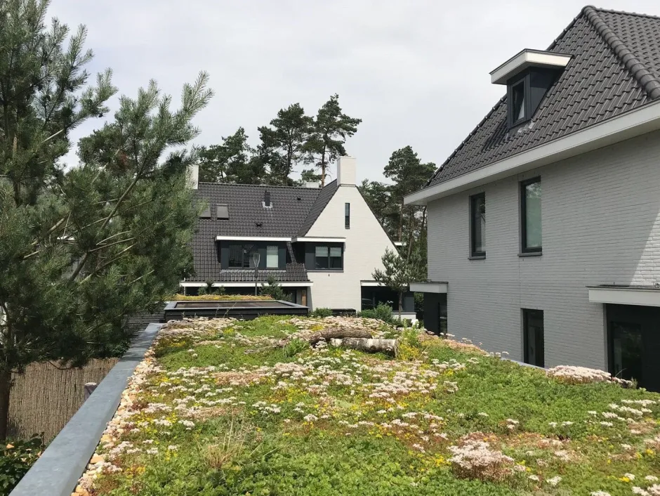 Intratuin Sempergreen Sedummatte 200 x 60 x 2 cm| Blühende Pflanzen|Immergrüne Pflanzen