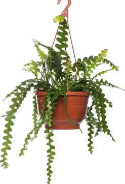 Intratuin Sägeblattkaktus (Epiphyllum anguliger) D 14 H 30 cm| Für Sonne|Kakteen & Sukkulenten