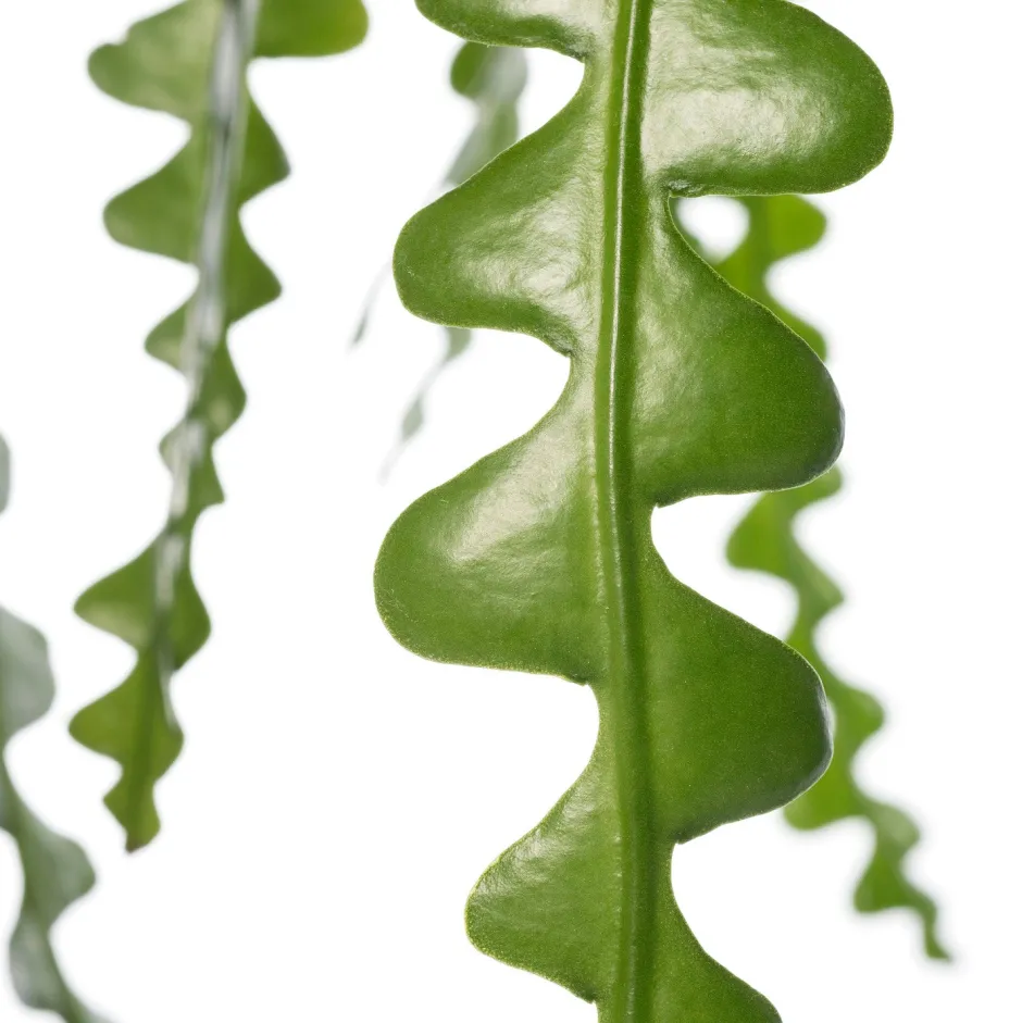 Intratuin Sägeblattkaktus (Epiphyllum anguliger) D 14 H 30 cm| Für Sonne|Kakteen & Sukkulenten