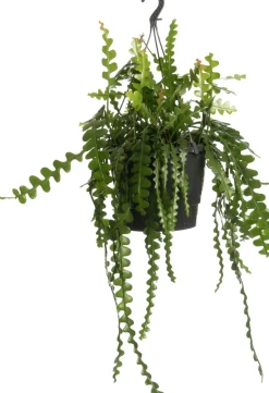 Intratuin Sägeblattkaktus (Epiphyllum anguliger) D 25 H 60 cm| Für Sonne|Kakteen & Sukkulenten