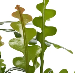 Intratuin Sägeblattkaktus (Epiphyllum anguliger) D 25 H 60 cm| Für Sonne|Kakteen & Sukkulenten