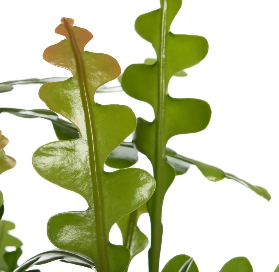 Intratuin Sägeblattkaktus (Epiphyllum anguliger) D 25 H 60 cm| Für Sonne|Kakteen & Sukkulenten