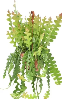 Intratuin Sägeblattkaktus im Hängetopf (Epiphyllum anguliger) D 21 H 60 cm| Für Sonne|Kakteen & Sukkulenten